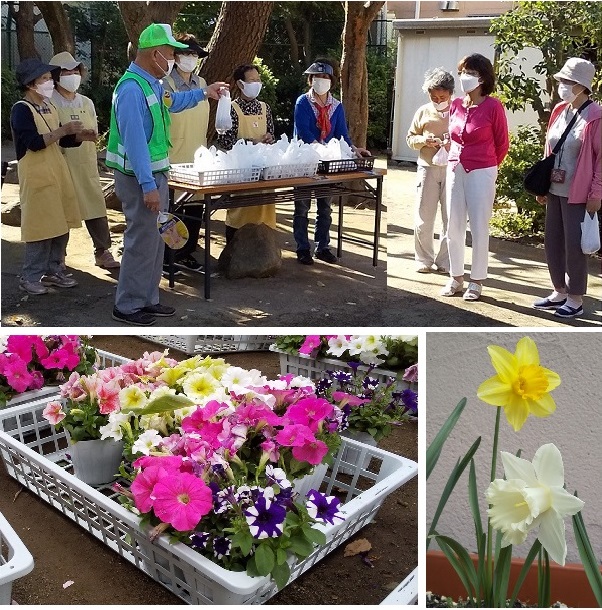 ペチュニア配布